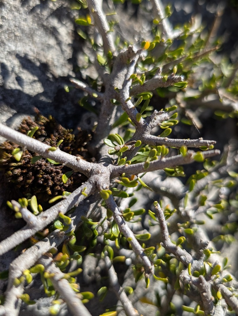 Melicytus angustifolius subsp. divaricatus photo 2