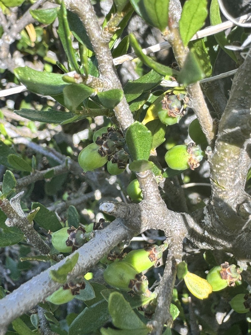 Melicytus angustifolius subsp. divaricatus photo 3