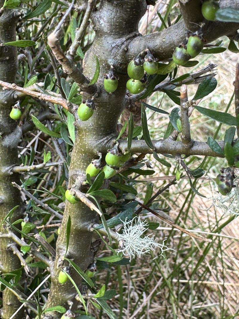Melicytus angustifolius subsp. divaricatus photo 4