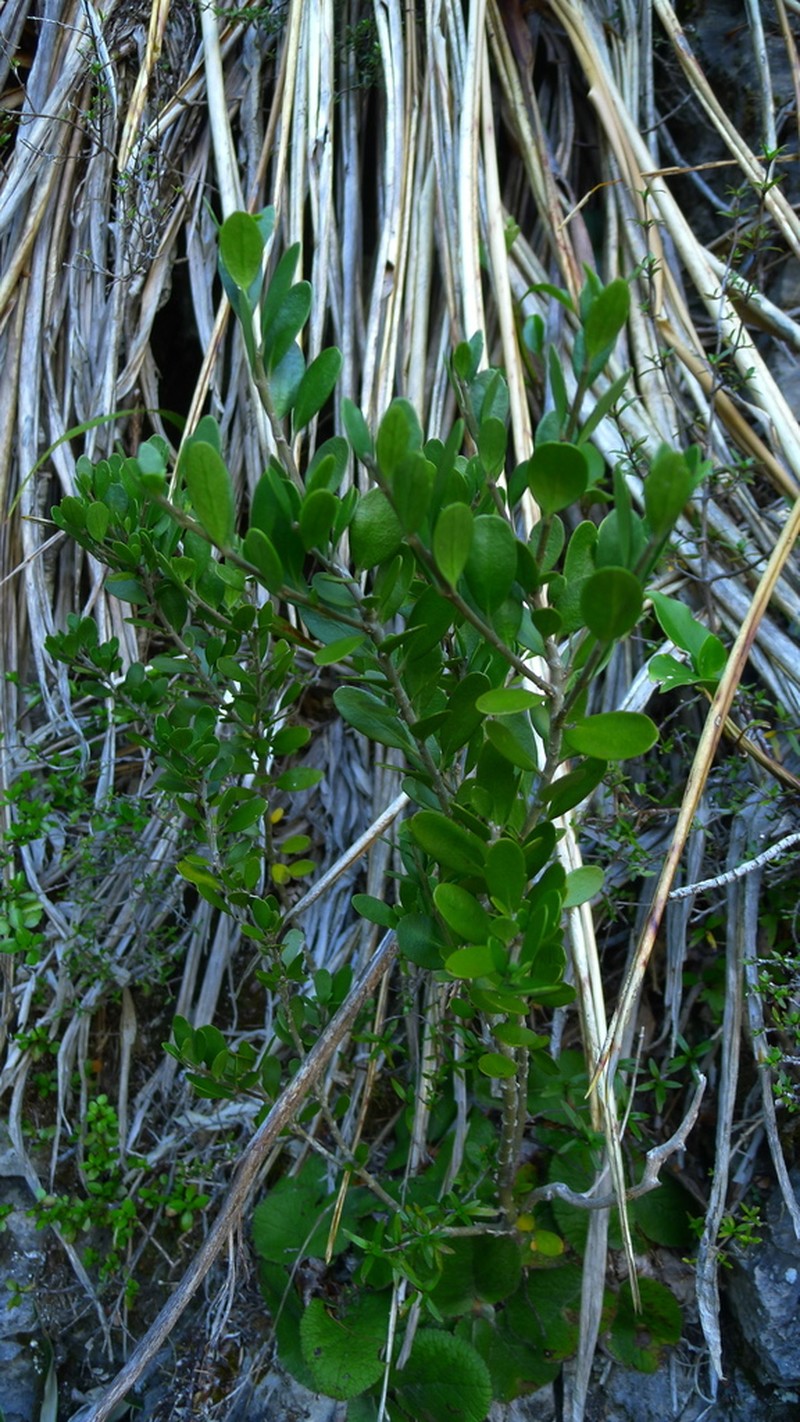 Melicytus improcerus