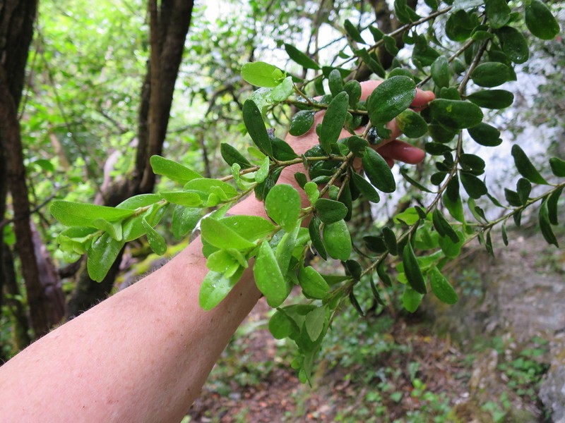 Melicytus improcerus photo 2