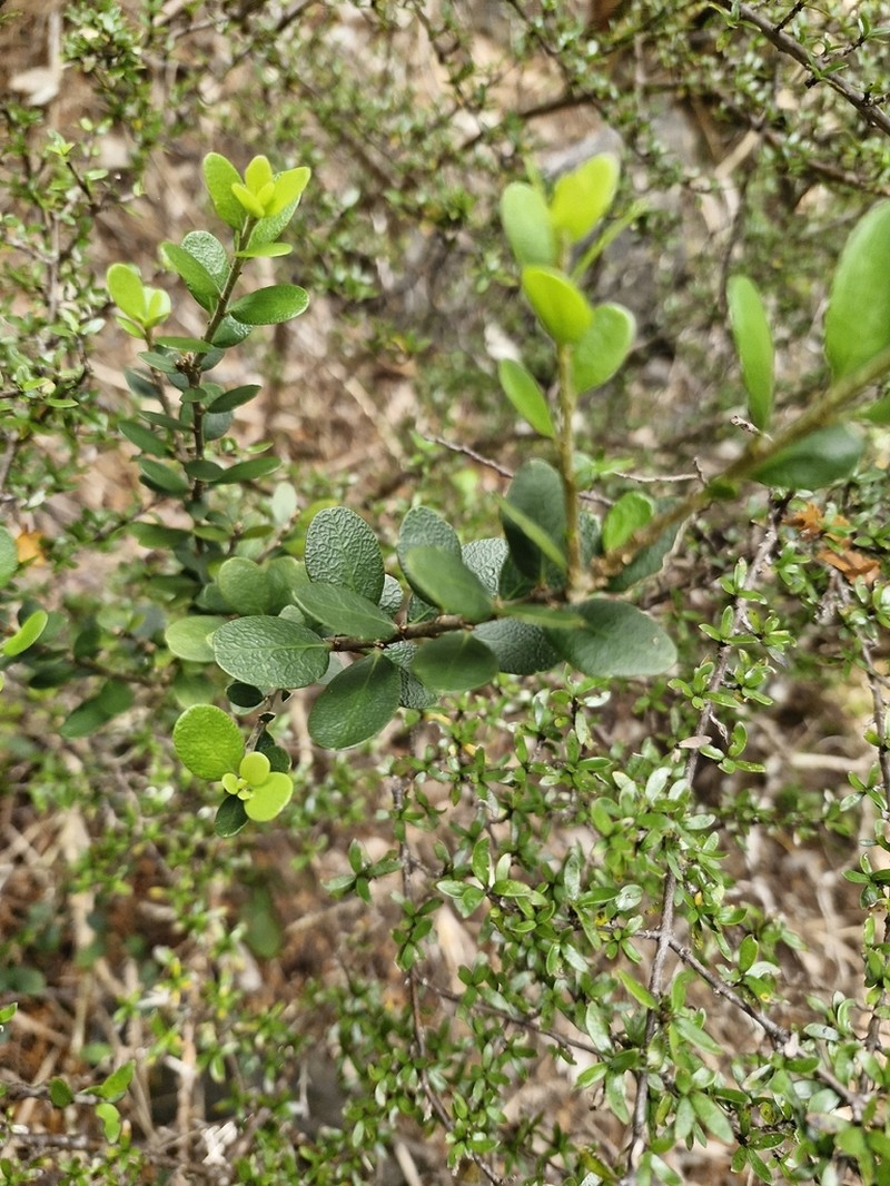 Melicytus improcerus photo 3