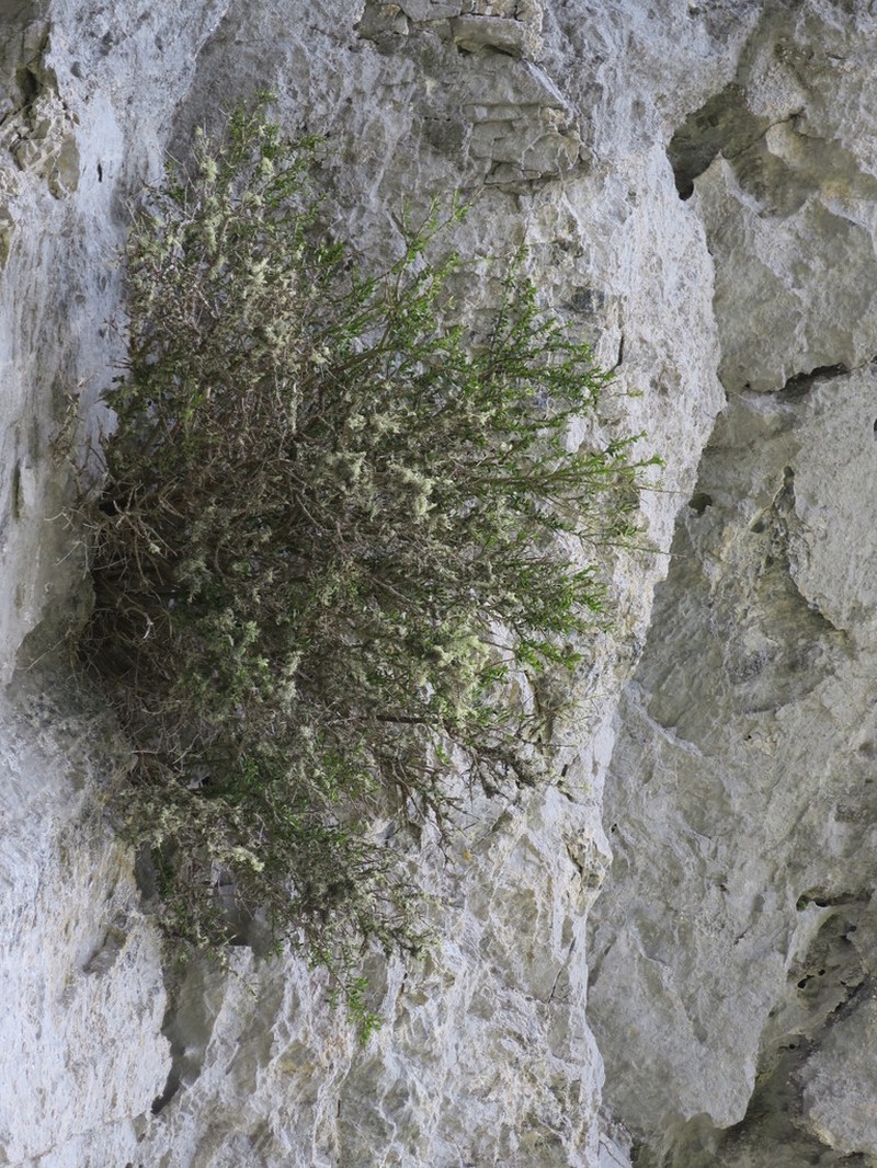 Melicytus improcerus photo 4