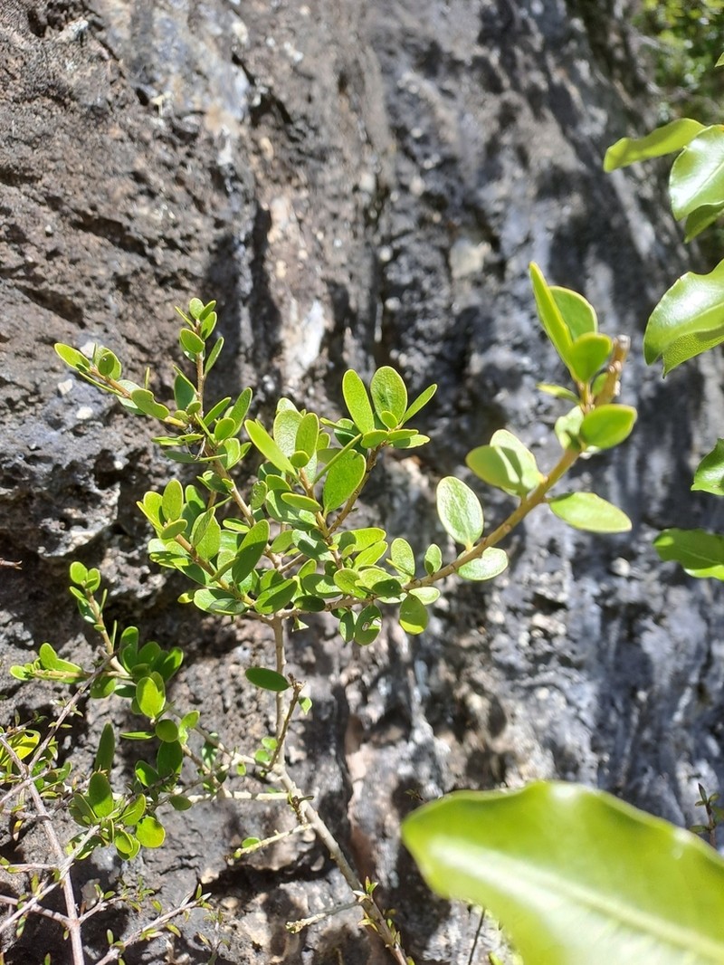 Melicytus improcerus photo 5