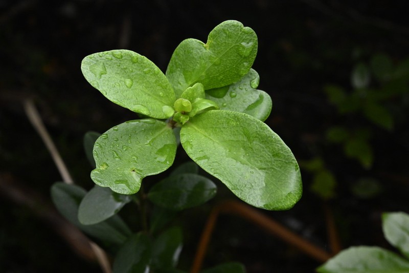 Melicytus improcerus photo 6