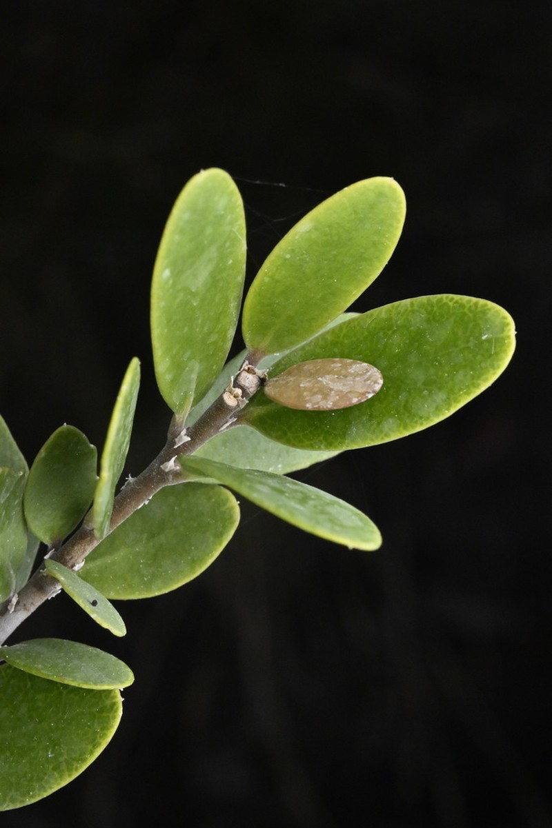 Melicytus improcerus photo 7