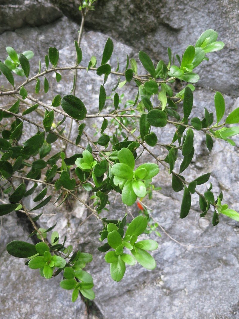 Melicytus improcerus photo 8