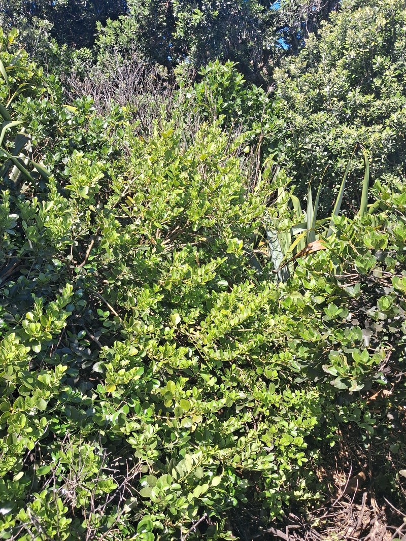 Melicytus novae-zelandiae subsp. novae-zelandiae
