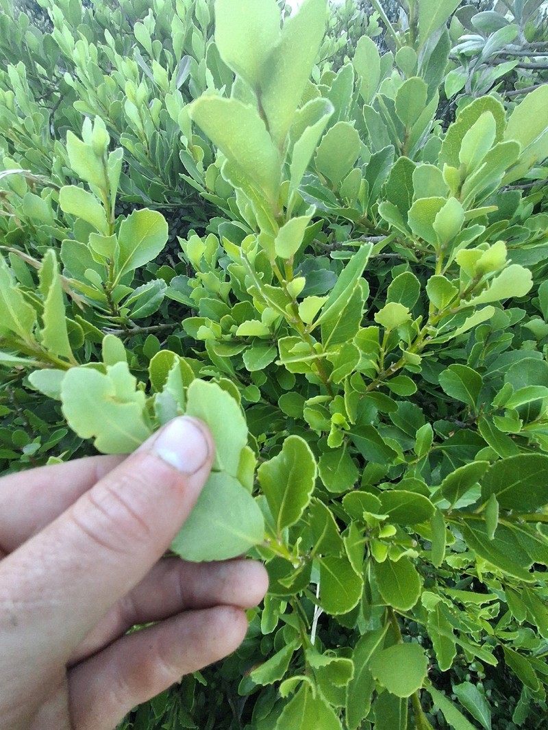 Melicytus novae-zelandiae subsp. novae-zelandiae photo 2