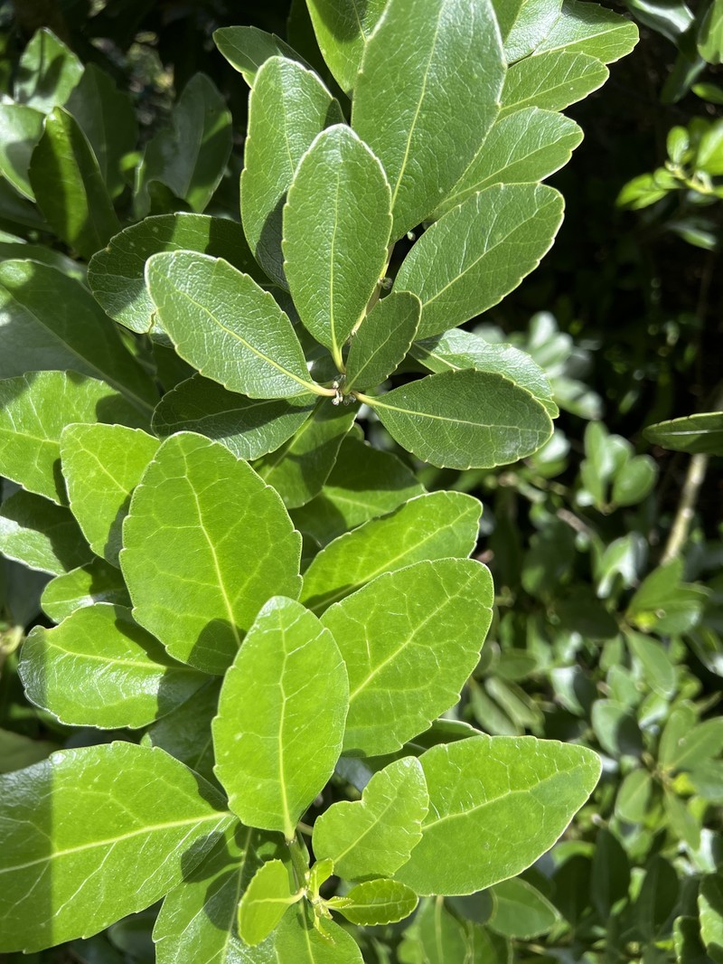 Melicytus novae-zelandiae subsp. novae-zelandiae photo 3