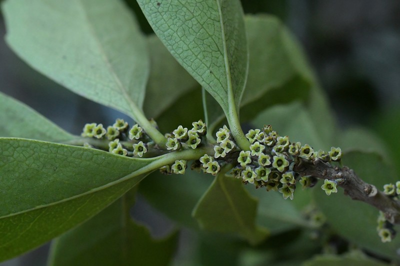 Melicytus novae-zelandiae subsp. novae-zelandiae photo 4