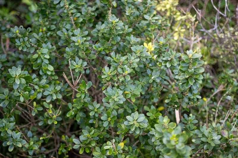 Melicytus orarius