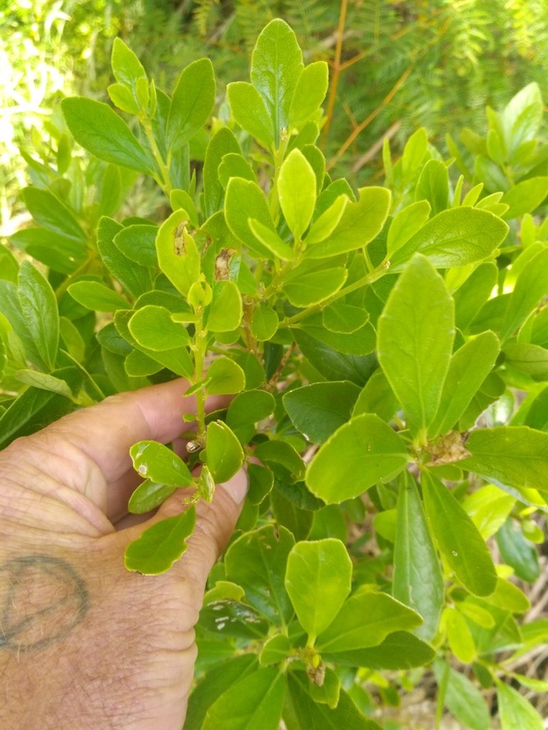 Melicytus orarius photo 2