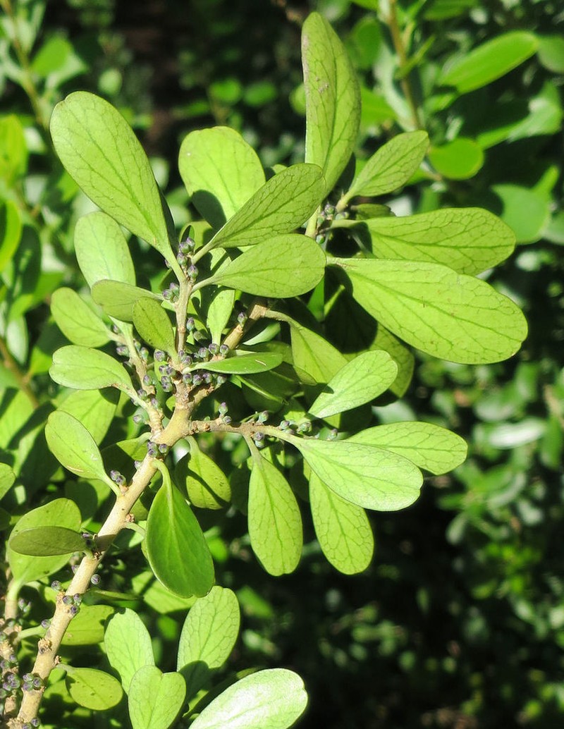 Melicytus orarius photo 3