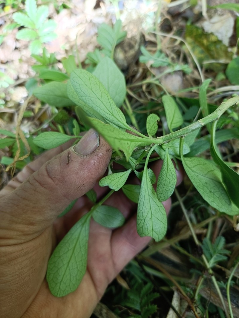 Melicytus orarius photo 4