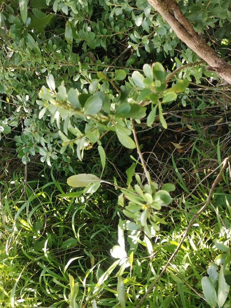 Melicytus orarius photo 5