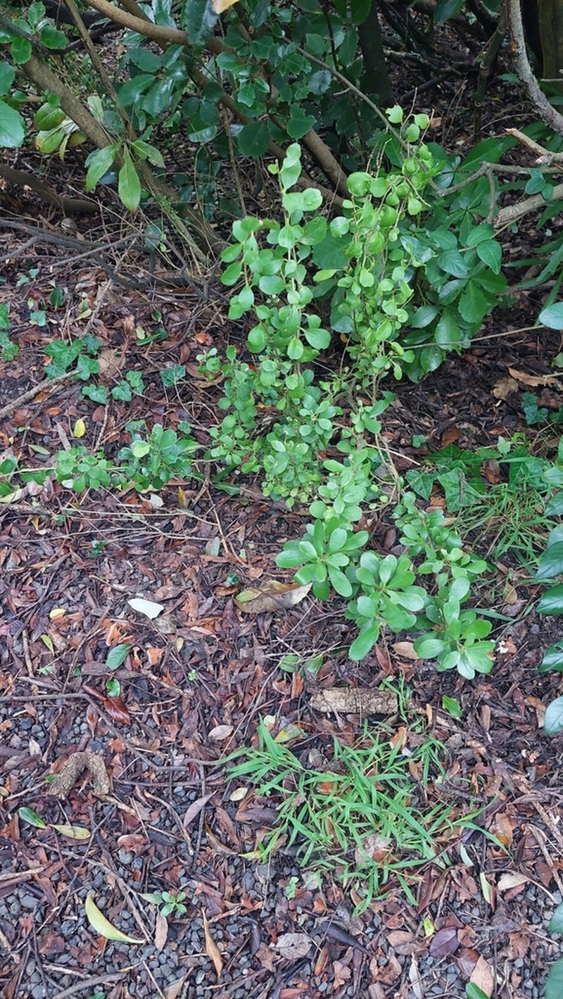 Melicytus orarius photo 6