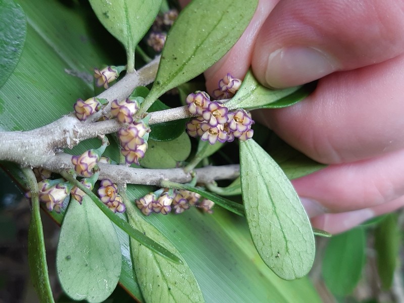 Melicytus orarius photo 7