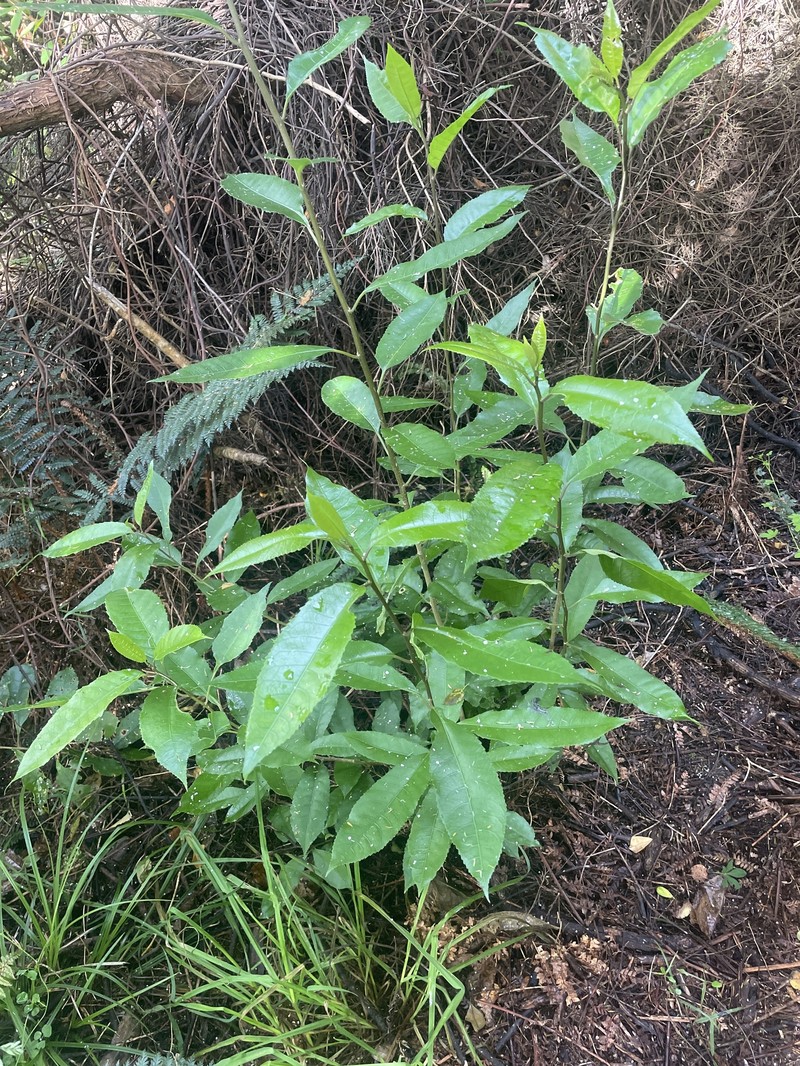 Melicytus ramiflorus subsp. ramiflorus