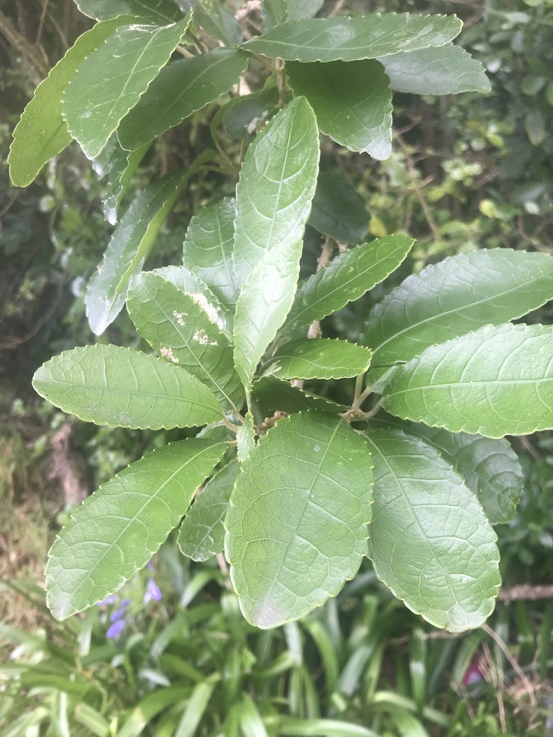 Melicytus ramiflorus subsp. ramiflorus photo 2