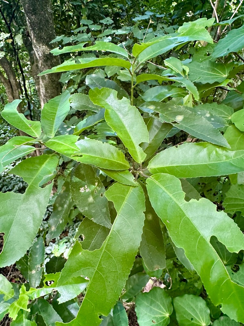 Melicytus ramiflorus subsp. ramiflorus photo 3