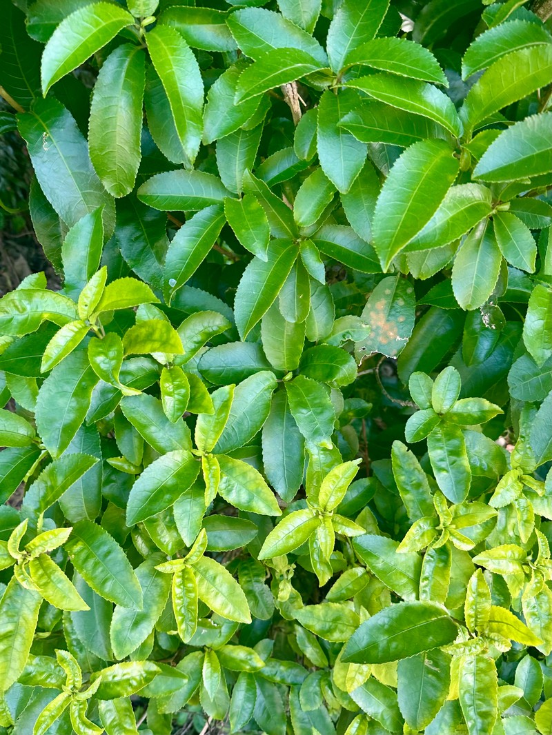 Melicytus ramiflorus subsp. ramiflorus photo 4