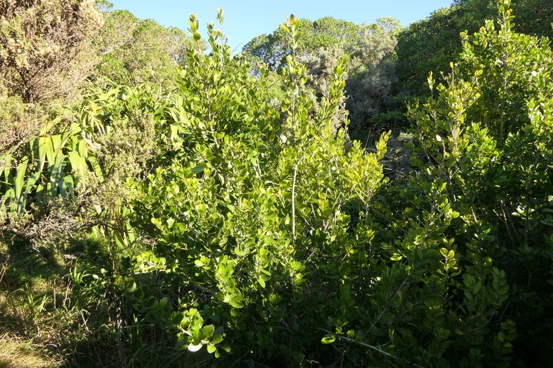 Melicytus venosus photo 2