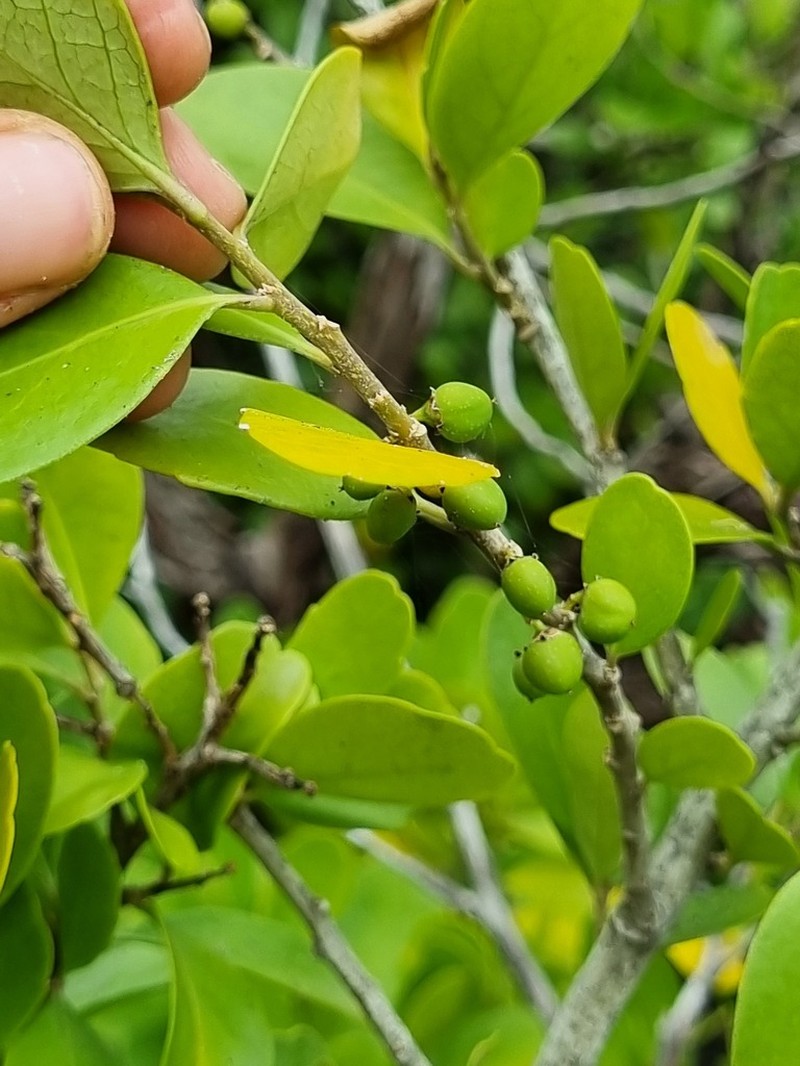 Melicytus venosus photo 3