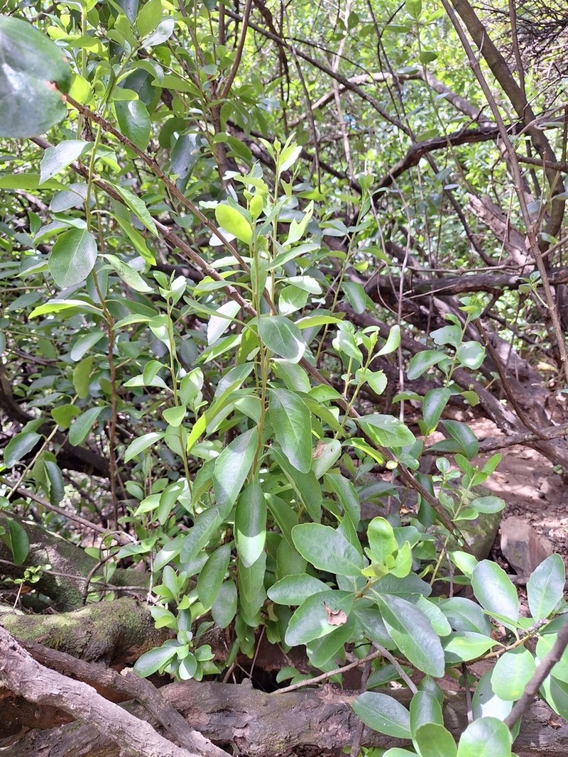 Melicytus venosus photo 4