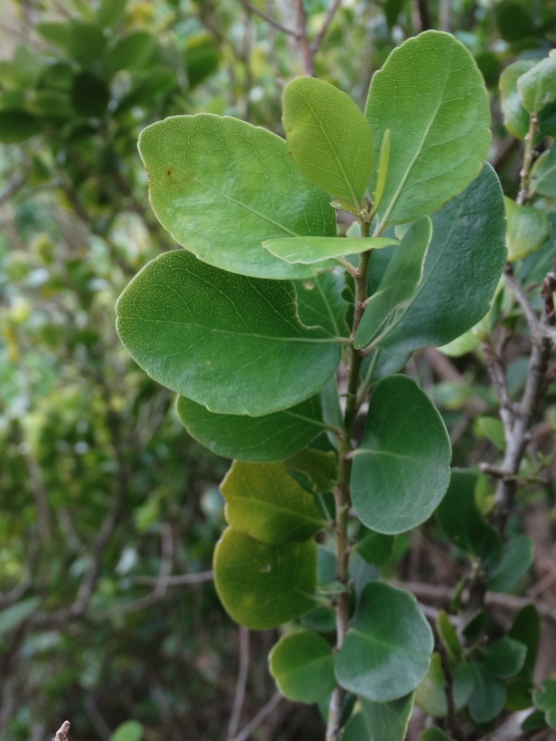 Melicytus venosus photo 7