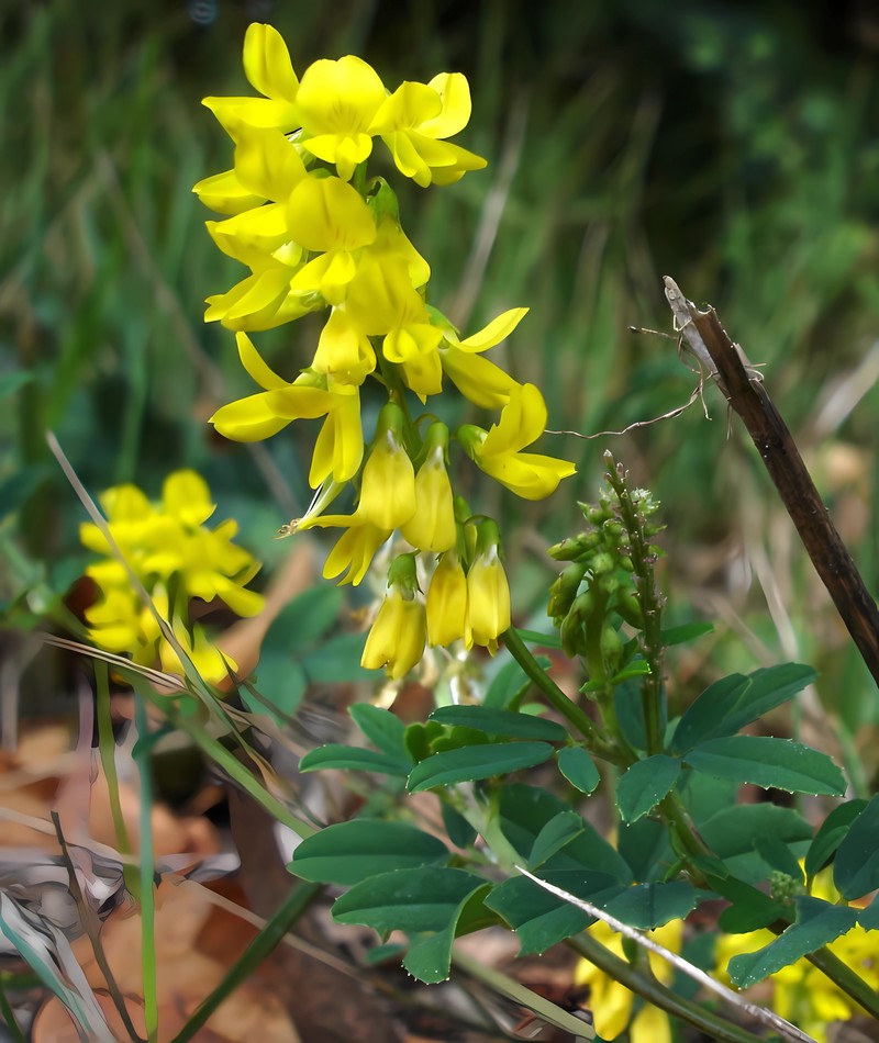 Tall Yellow Sweetclover