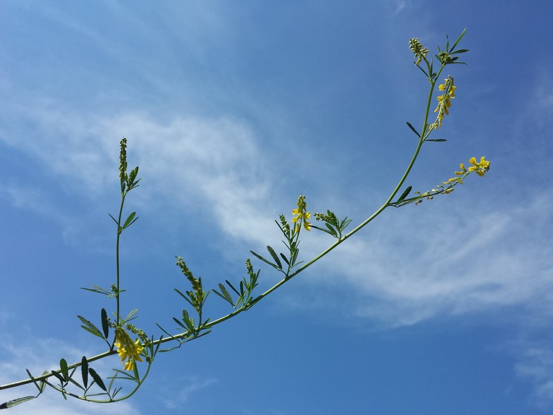 Tall Yellow Sweetclover photo 2