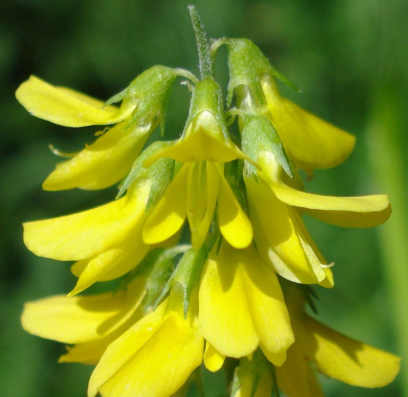 Tall Yellow Sweetclover photo 3