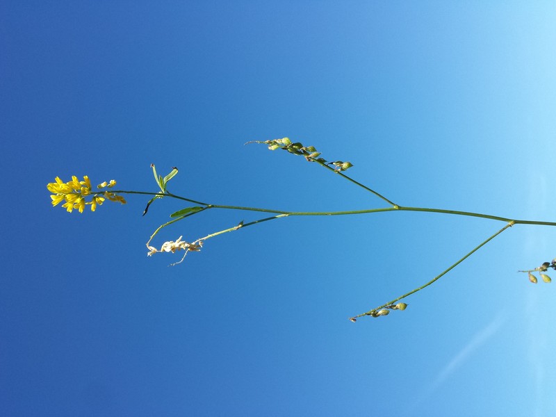 Tall Yellow Sweetclover photo 4
