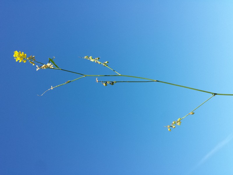 Tall Yellow Sweetclover photo 5