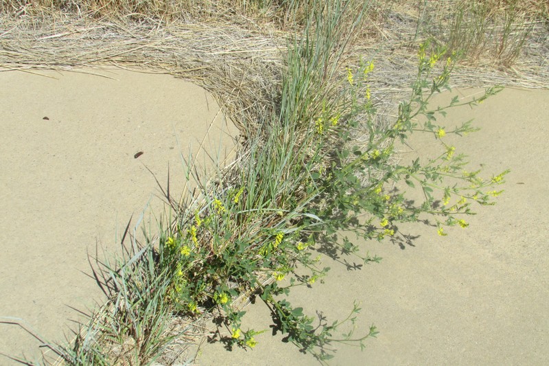 Annual Yellow Sweetclover photo 2