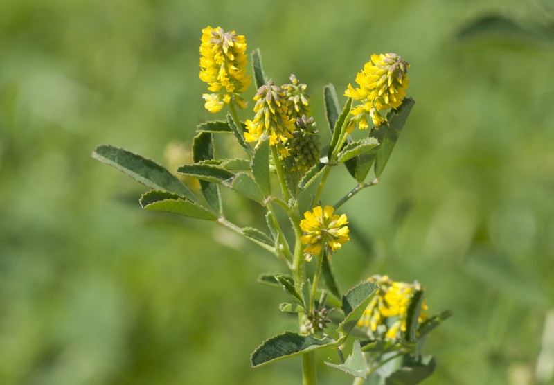 Annual Yellow Sweetclover photo 3