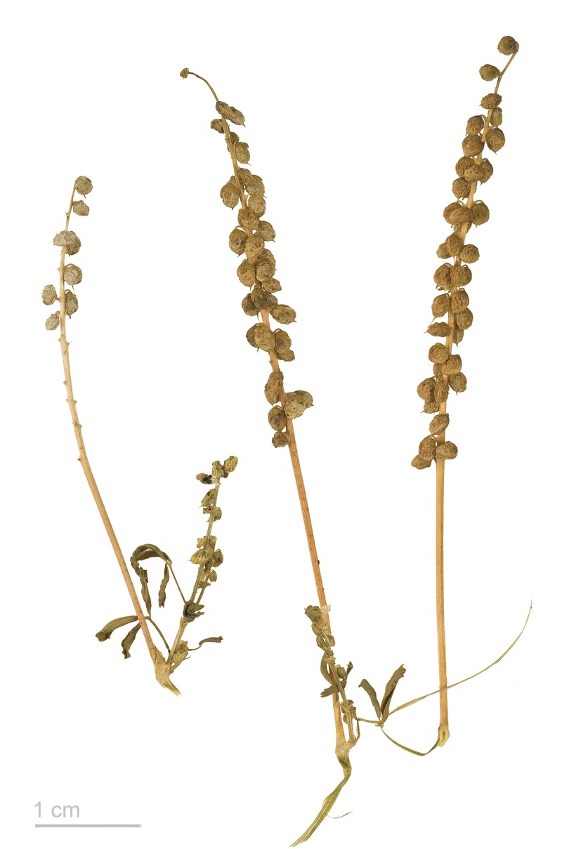 Annual Yellow Sweetclover photo 4