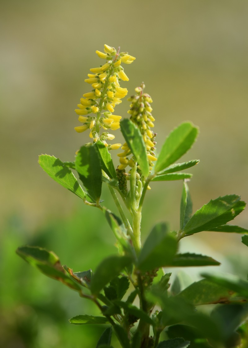 Annual Yellow Sweetclover photo 5