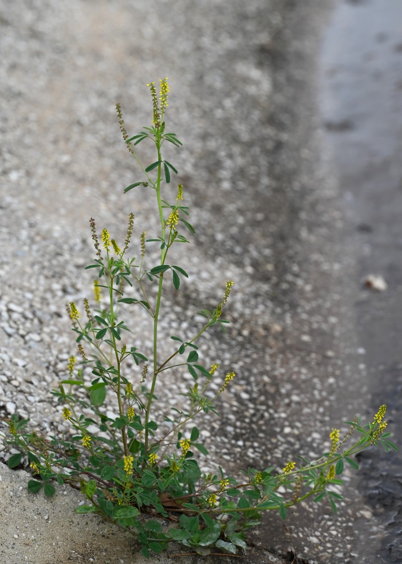 Annual Yellow Sweetclover photo 6