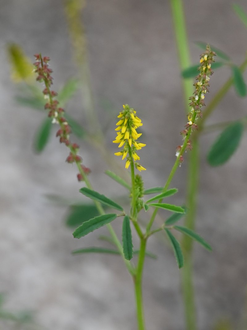 Annual Yellow Sweetclover photo 7