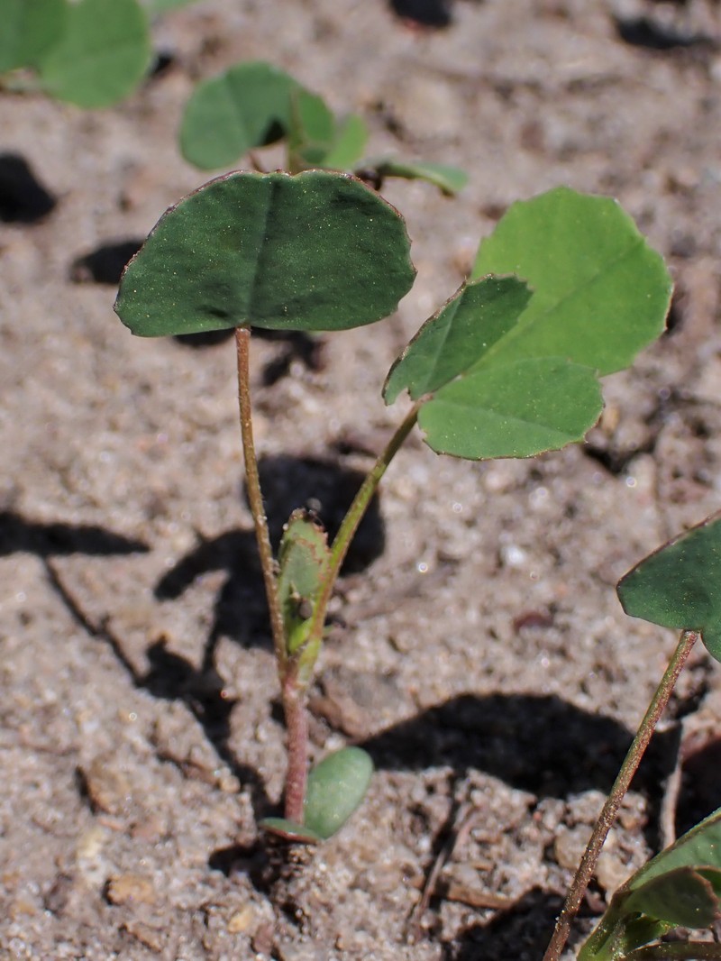 Sweetclover photo 2