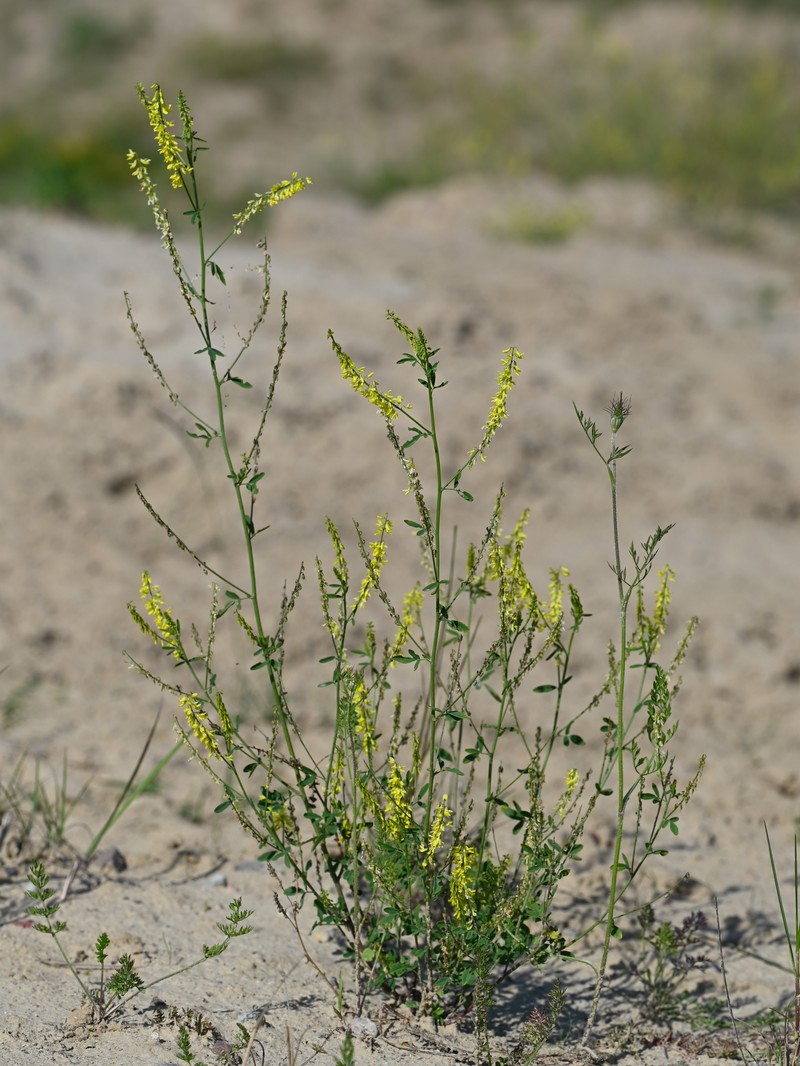 Sweetclover photo 3