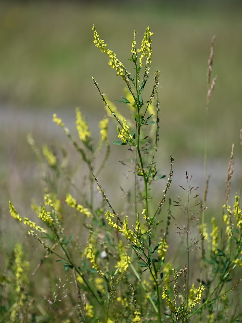Sweetclover photo 4
