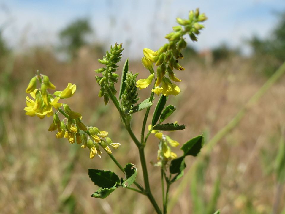 Sweetclover photo 5