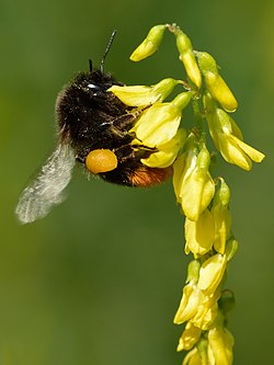 Sweetclover