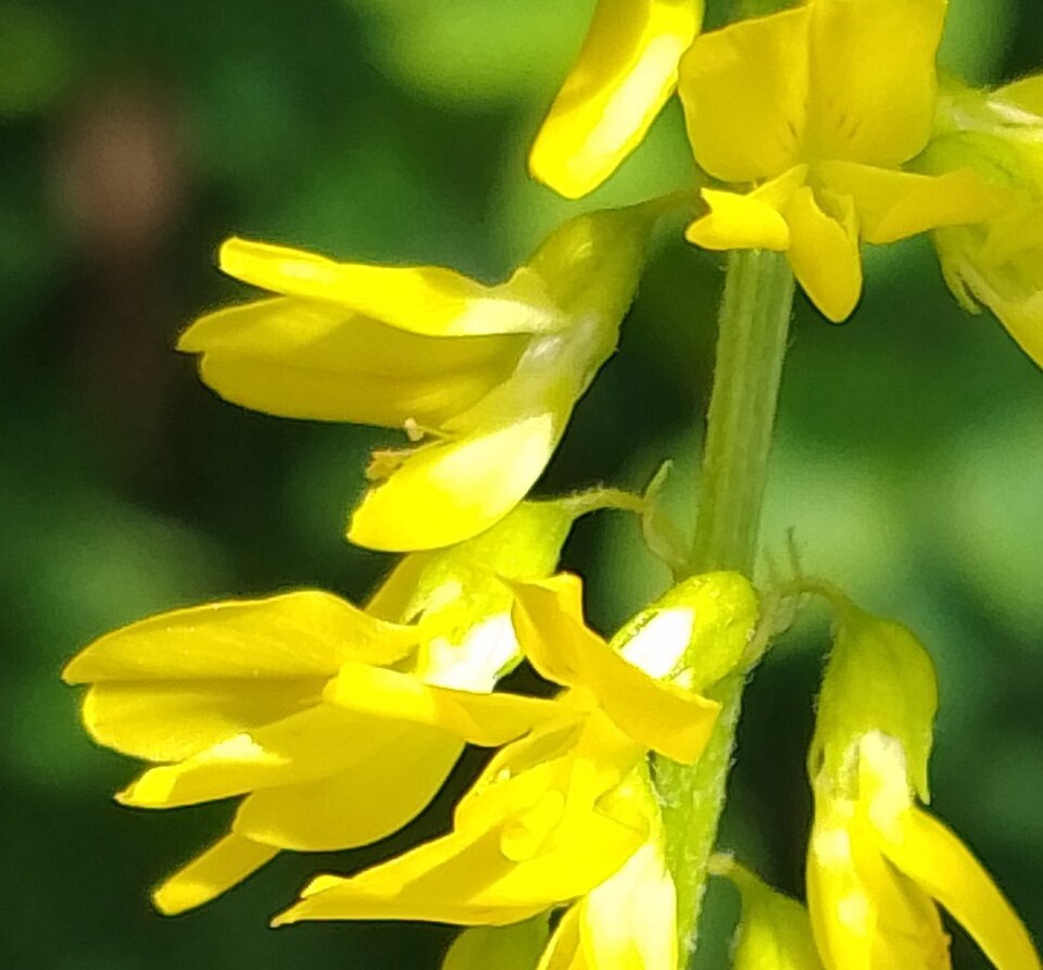 Sweetclover photo 6