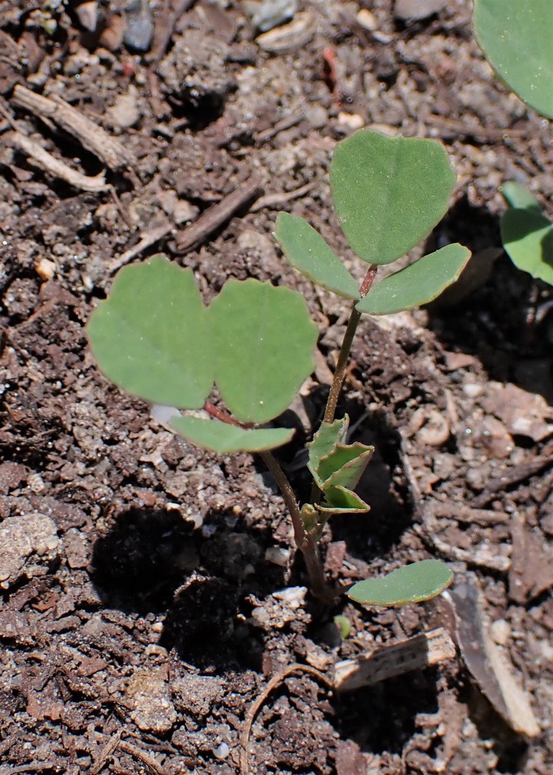 Sweetclover photo 7