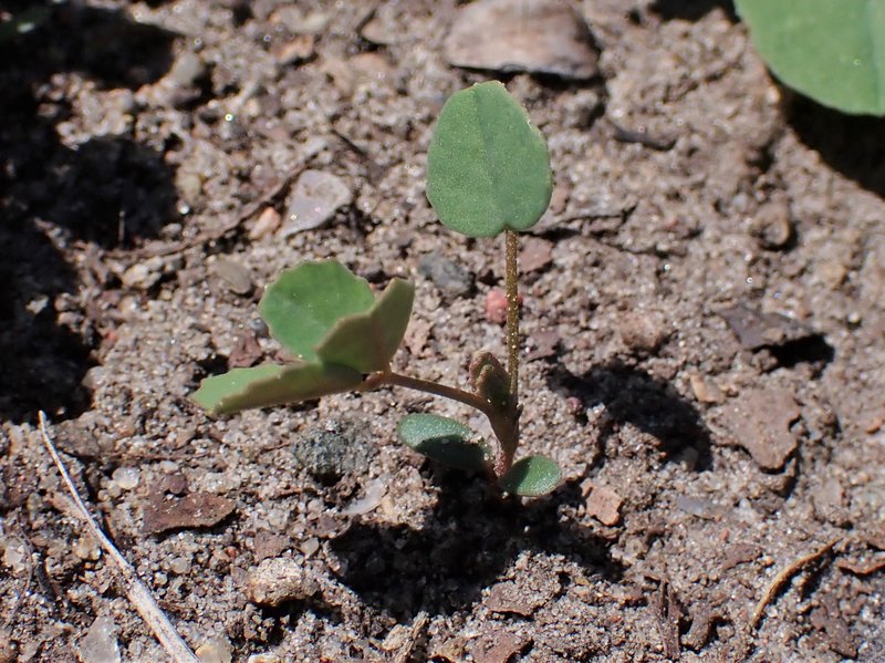 Sweetclover photo 8