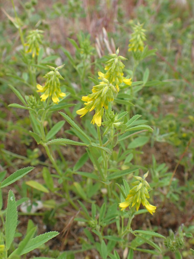 Mediterranean Sweetclover
